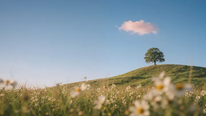 Wallpaper 252